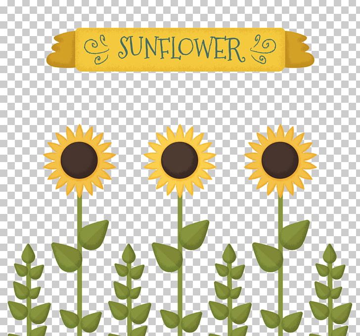 Common Sunflower Sunflower Seed Drawing Illustration Png Clipart