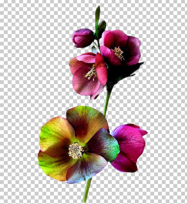 Flower Garden Roses Petal Watercolor Painting PNG, Clipart, Arama, Cut Flowers, Deco, Fleur, Flower Free PNG Download