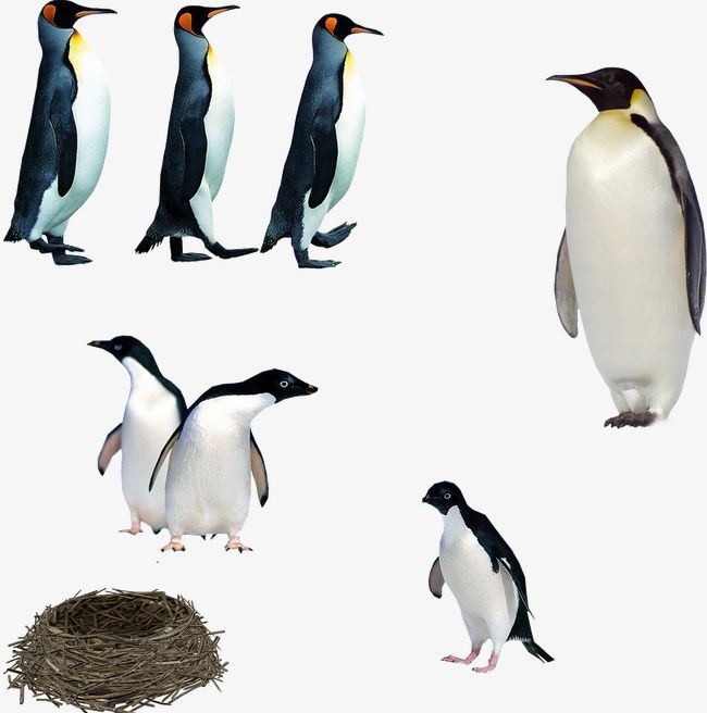 Penguin PNG, Clipart, Animal, Nest, Penguin, Penguin Clipart, Pole Free PNG Download