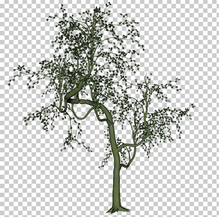 Twig Album Photobucket Urban S PNG, Clipart, 11 Internet, Agac, Agac Resimleri, Album, Animal Free PNG Download