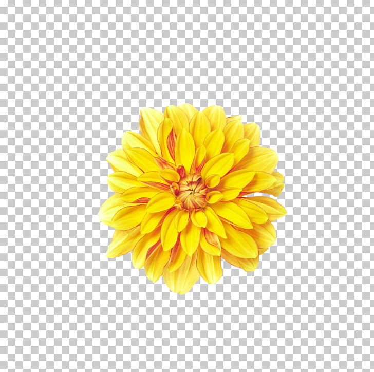 Yellow PNG, Clipart, Chrysanthemum Chrysanthemum, Chrysanthemums, Color, Dahlia, Daisy Family Free PNG Download