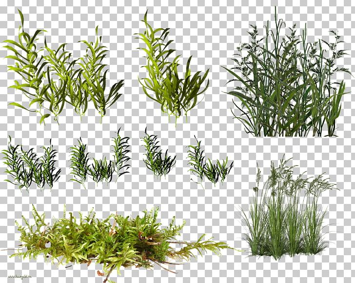 Herbaceous Plant Shrubland PNG, Clipart, Aquarium Decor, Aquatic Plants, Clip Art, Evergreen, Grass Free PNG Download
