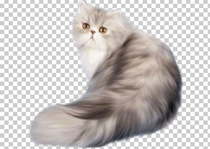 Persian Cat Classic Persian Himalayan Cat Russian Blue Kitten Png