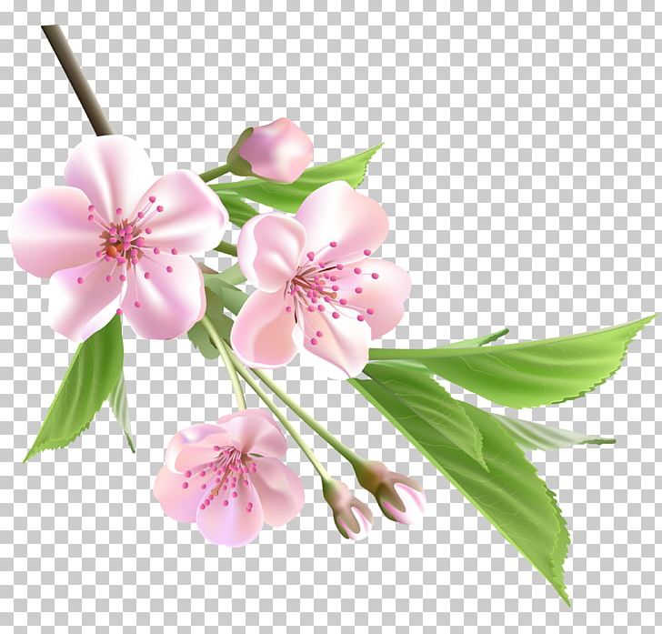 Flower Tree Branch PNG, Clipart, Blossom, Branch, Cherry Blossom, Cut Flowers, Flower Free PNG Download