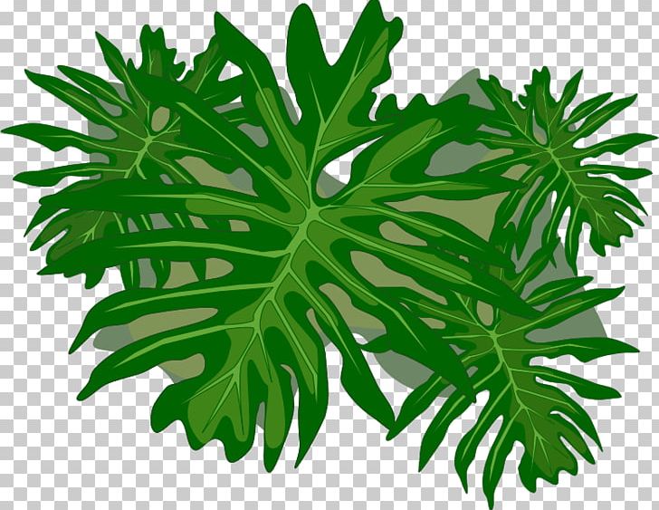 Plant Leaves Philodendron Leaf PNG, Clipart, Computer Icons, Desktop Wallpaper, Download, Herb, Herbalism Free PNG Download
