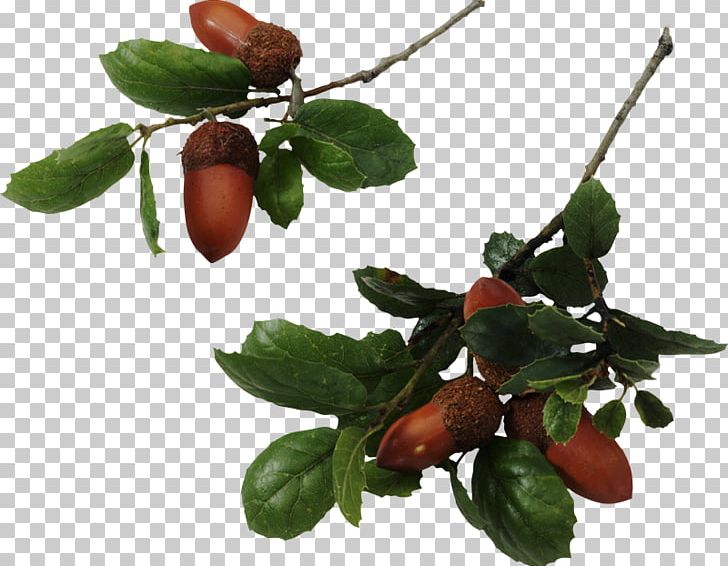 Quercus Hemisphaerica Quercus Laurifolia Southern Live Oak Tree Acorn PNG, Clipart, Acorn, Branch, Cherry, Food, Fruit Free PNG Download