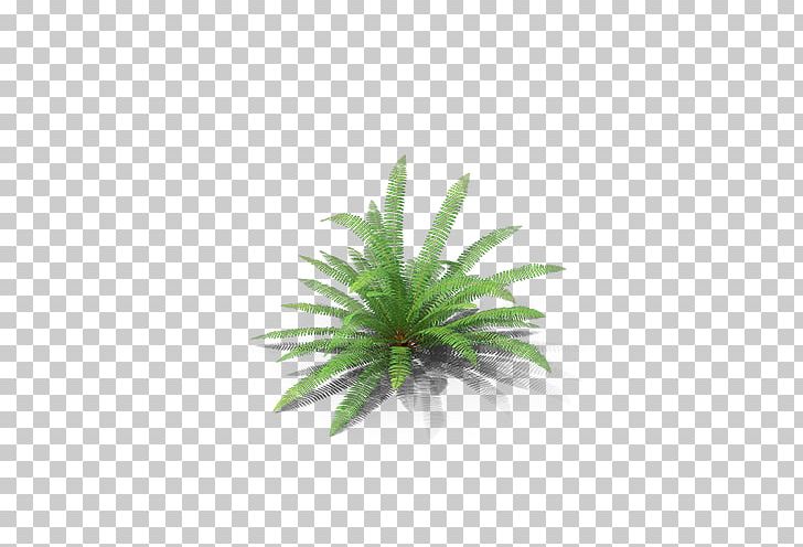 Rotation PNG, Clipart, 3 D, 3 D Model, Angle, Download, Fern Free PNG Download