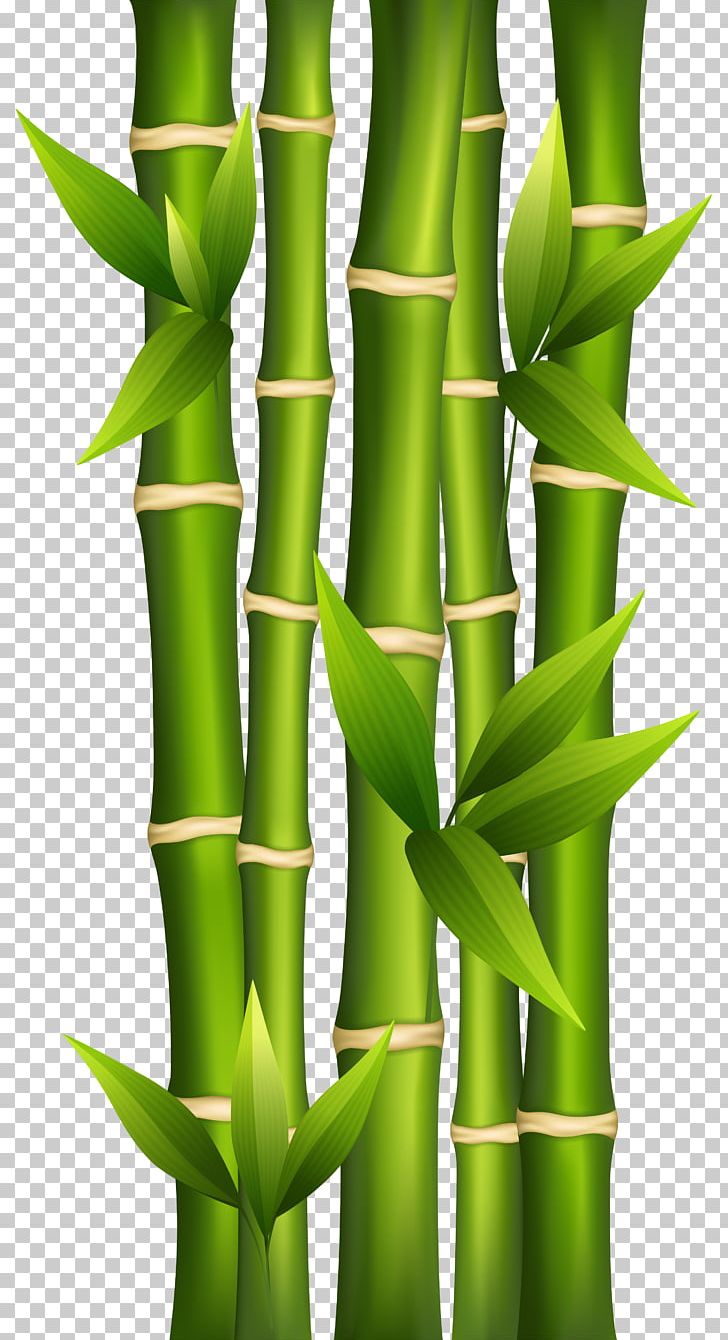 Bamboo Shoot Plant Stem PNG, Clipart, Background, Bamboo, Bamboo Background Cliparts, Bamboo Shoot, Clip Art Free PNG Download