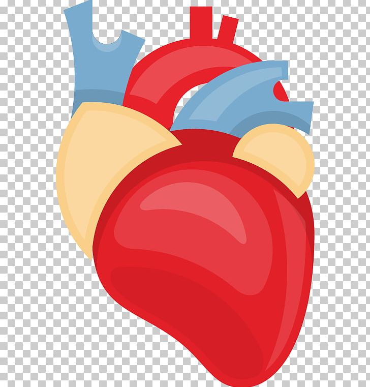 Heart Human Body PNG, Clipart, Anatomy, Blood Vessel, Broken Heart, Cardioid, Cardiovascular Disease Free PNG Download
