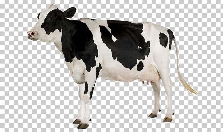 Holstein Friesian Cattle White Park Cattle Baka Goat Dairy Cattle PNG, Clipart, Baka, Calf, Cattle, Cattle Like Mammal, Cow Goat Family Free PNG Download