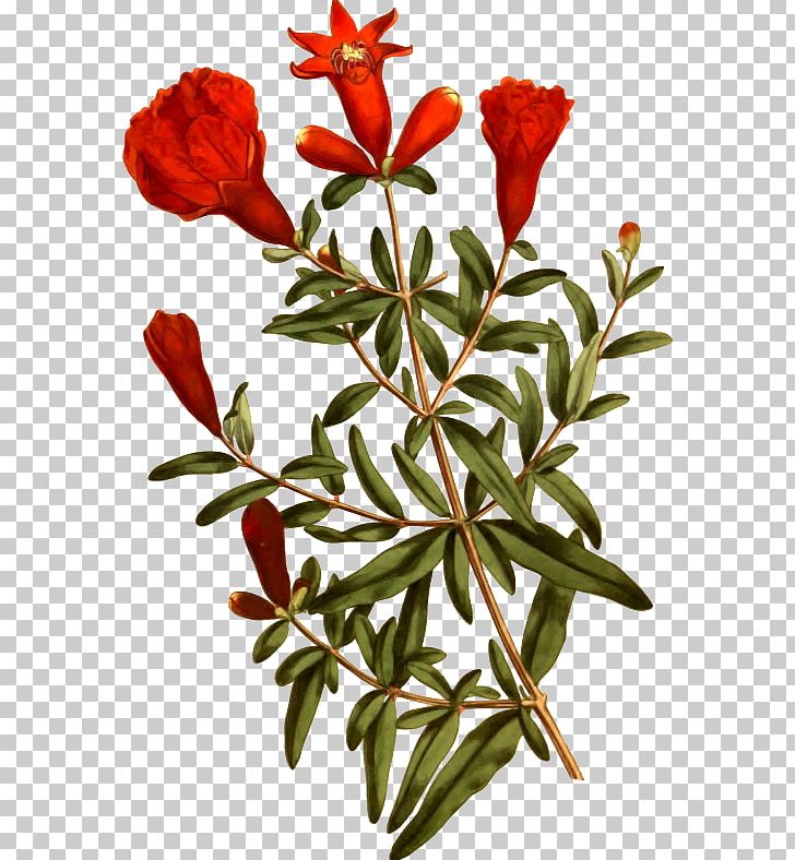 Emery's Fine Arts Gallery Pomegranate Tree Plant Flower PNG, Clipart, Bay Laurel, Botany, Branch, Curtiss Botanical Magazine, Cut Flowers Free PNG Download