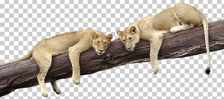 Lion Cougar Dog Portable Network Graphics Zoo PNG, Clipart, Animal, Animals, Animaux, Carnivoran, Columbidae Free PNG Download
