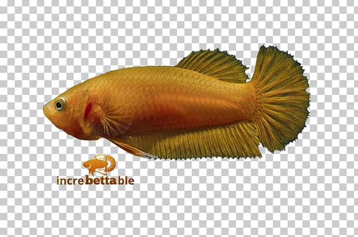 Siamese Fighting Fish Red Yellow Betta PNG, Clipart, Betta, Betta Channoides, Fauna, Fish, Orange Free PNG Download