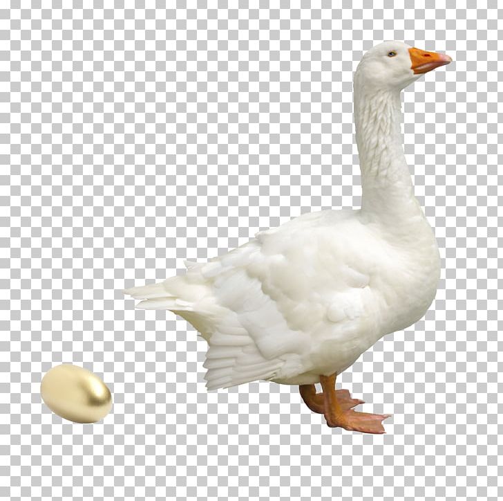 The Goose That Laid The Golden Eggs Greylag Goose Domestic Goose PNG, Clipart, Animals, Anser, Beak, Bird, Bird Migration Free PNG Download