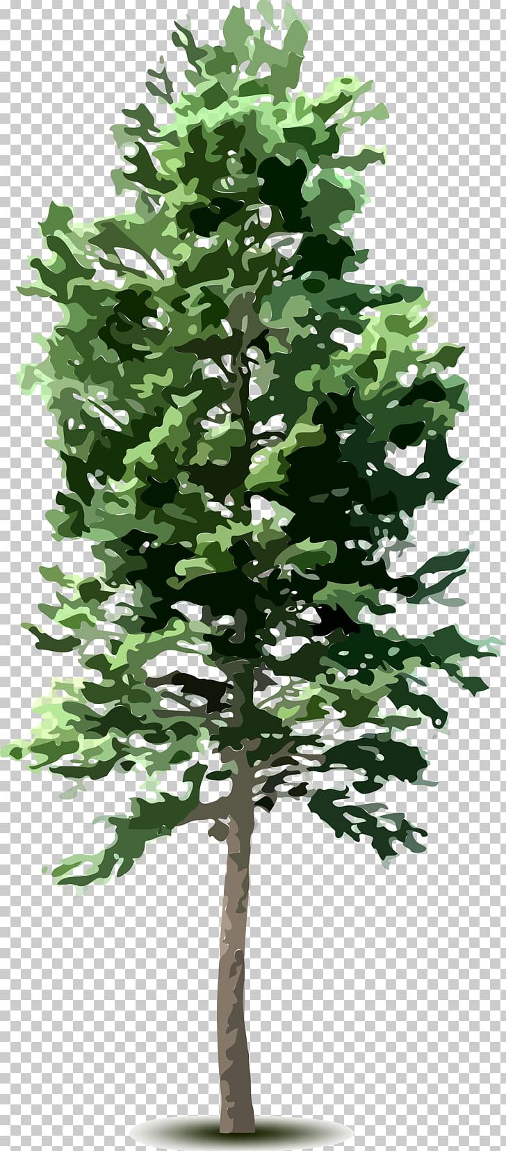 Tree Plant PNG, Clipart, Branch, Clip Art, Conifer, Conifers, Diagram Free PNG Download