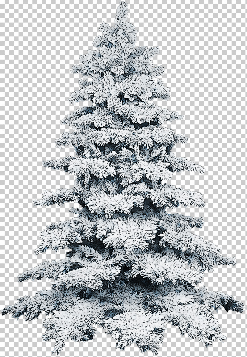 Christmas Tree PNG, Clipart, American Larch, Arizona Cypress, Balsam Fir, Biome, Branch Free PNG Download