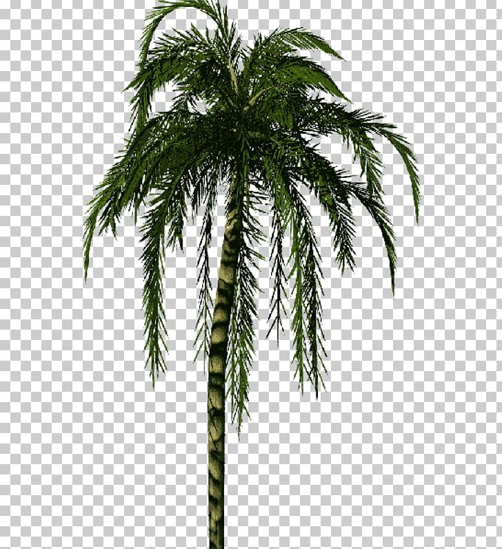 Babassu Asian Palmyra Palm Palm Trees Date Palm Coconut PNG, Clipart, Agac, Arecales, Asian Palmyra Palm, Attalea, Attalea Speciosa Free PNG Download