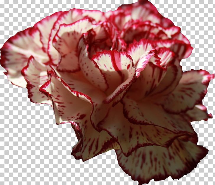 Carnation PNG, Clipart, Begonia, Carnation, Display Resolution, Download, Flower Free PNG Download