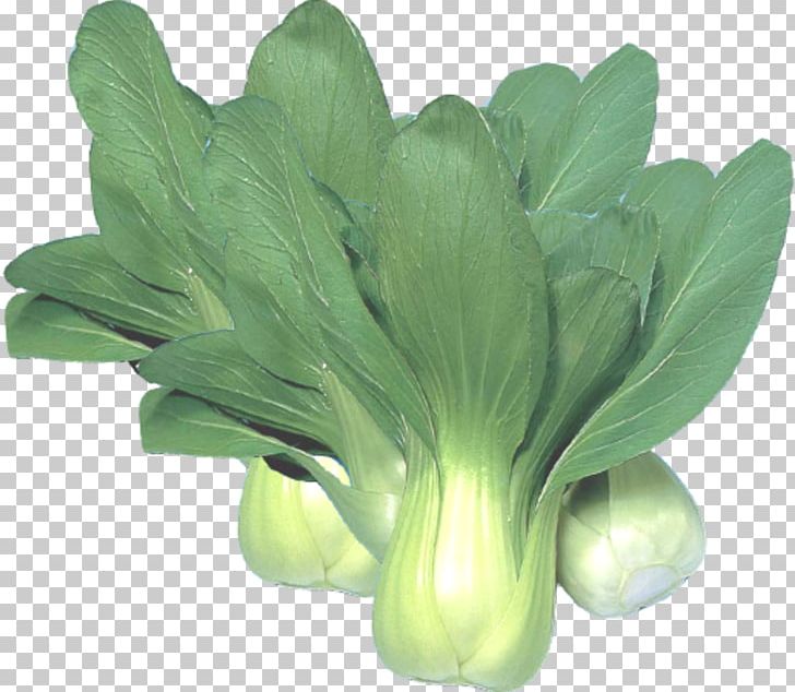 Chinese Cabbage Choy Sum Vegetable Napa Cabbage PNG, Clipart, Bok Choy, Brassica Oleracea, Cabbage, Cabbage Leaves, Cabbage Roses Free PNG Download