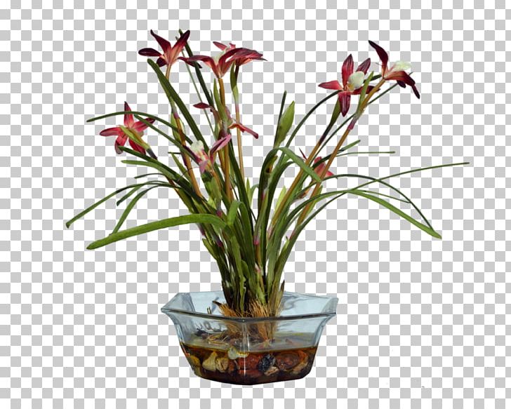 Flower Plant Floral Design Alternanthera Sessilis PNG, Clipart, Alternanthera, Alternanthera Bettzickiana, Anubias, Anubias Barteri, Cut Flowers Free PNG Download