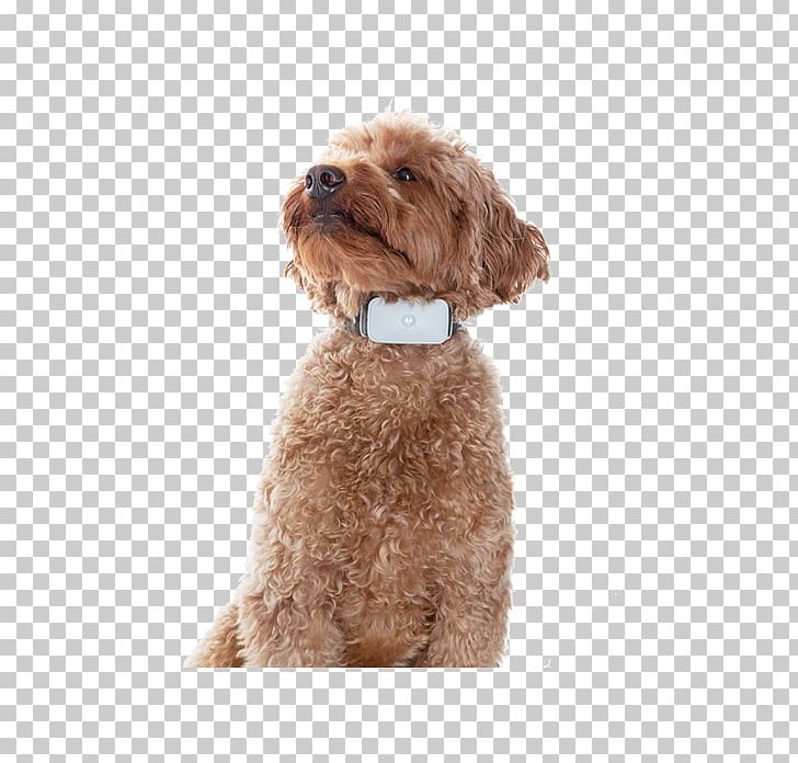 Miniature Poodle Cockapoo Schnoodle Toy Poodle Cavapoo PNG, Clipart, Animals, Bark, Barking Dog, Carnivoran, Cavapoo Free PNG Download