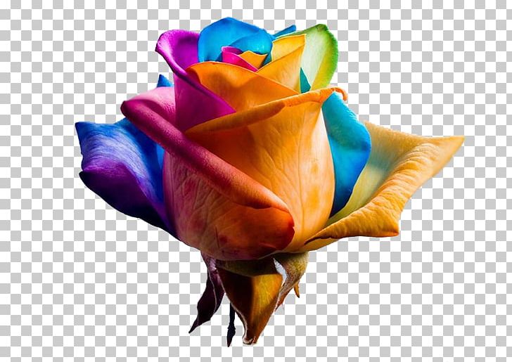 Rainbow Rose Garden Roses Flower Petal PNG, Clipart, Blue, Closeup, Color, Computer Wallpaper, Cut Flowers Free PNG Download