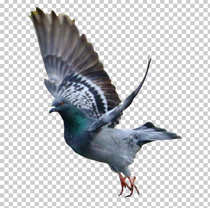 Rock Dove Bird Columbidae PNG, Clipart, Animal, Animals, Beak, Bird, Columbidae Free PNG Download