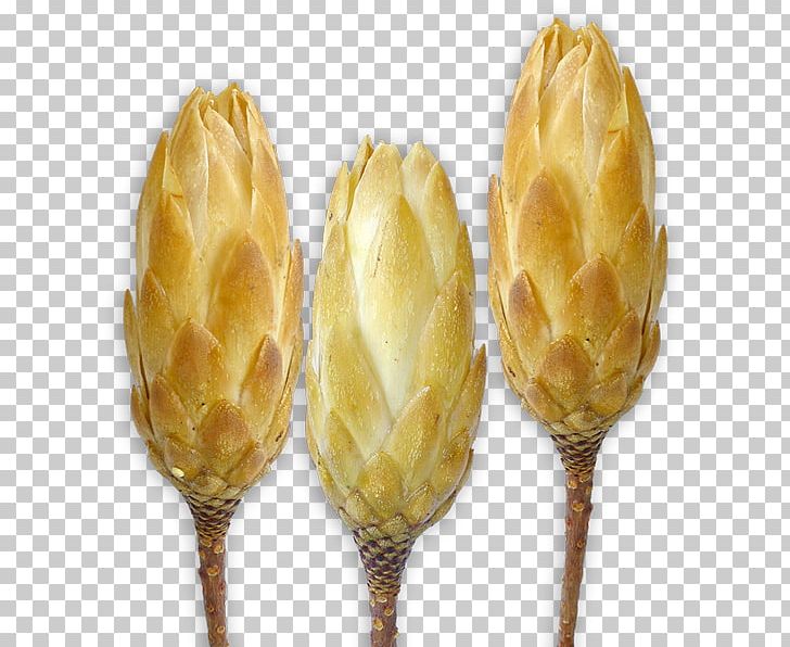 Protea Repens Sugarbushes Trockenblume Smithers-Oasis Nature PNG, Clipart, Color, Commodity, Nature, Others, Protea Free PNG Download