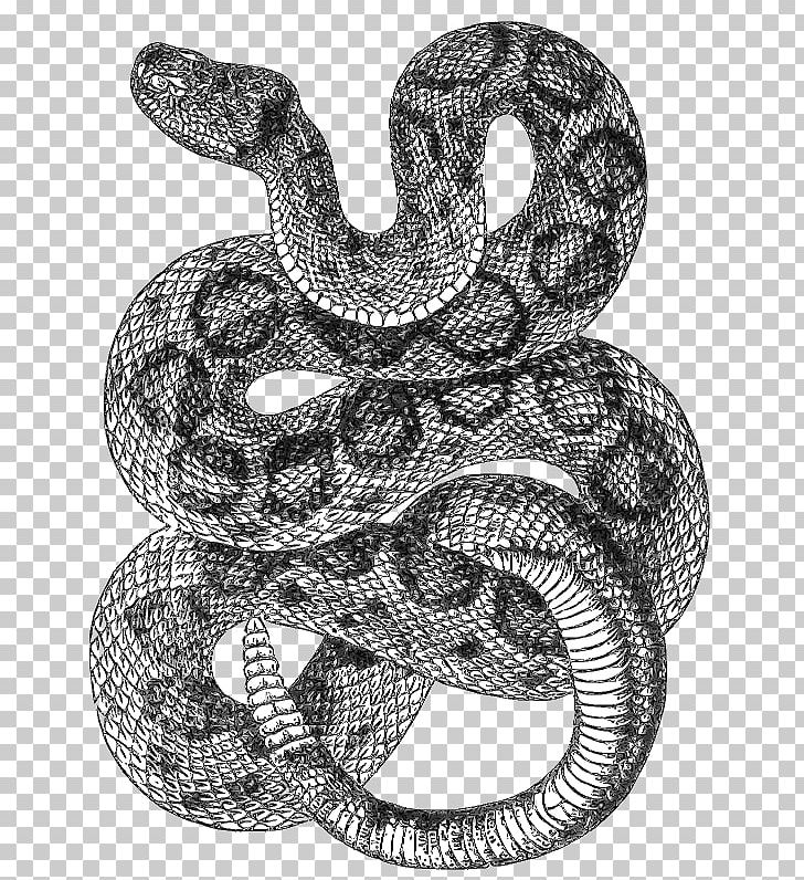Western Diamondback Rattlesnake Drawing PNG, Clipart, Animals, Art, Art Museum, Black And White, Boa Constrictor Free PNG Download