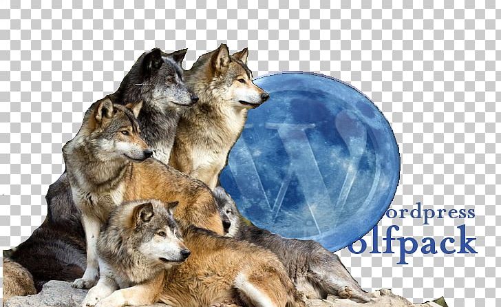 Wolf Reintroduction History Of Wolves In Yellowstone Dog Species Reintroduction Pack PNG, Clipart, Animal, Carnivoran, Cougar, Coyote, Czechoslovakian Wolfdog Free PNG Download