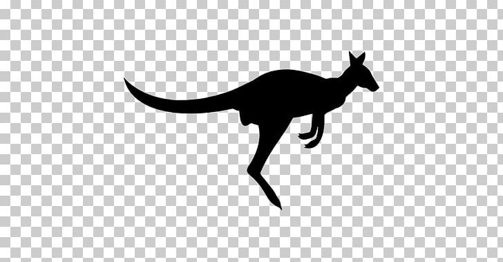 Macropodidae Prairie Dog Wallaby Reserve Red Kangaroo PNG, Clipart, Animal, Animals, Background Size, Black And White, Carnivoran Free PNG Download