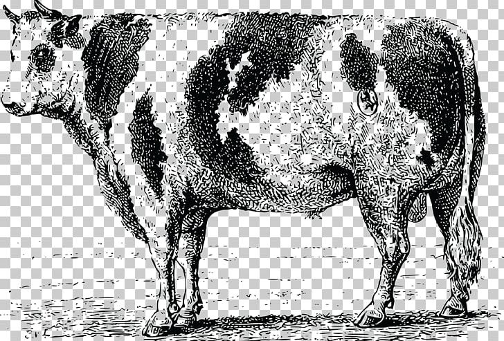 Dairy Cattle Holstein Friesian Cattle Welsh Black Cattle Beef Cattle Ox PNG, Clipart, Black And White, Bull, Cattle, Cattle Like Mammal, Cow Goat Family Free PNG Download