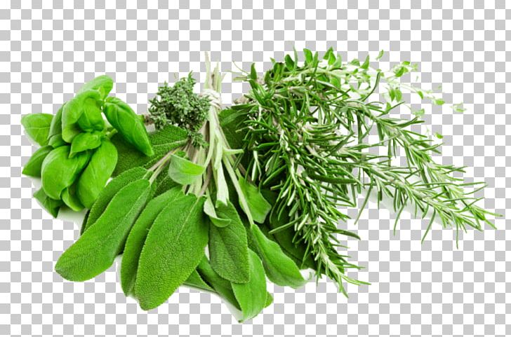 Herb Medicinal Plants PNG, Clipart, Chervil, Coriander, Display Resolution, Download, File Free PNG Download