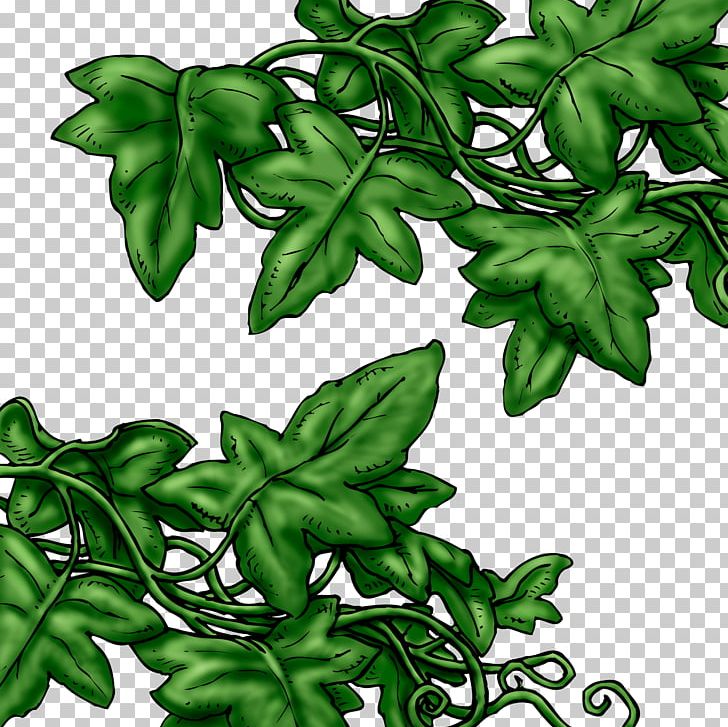 Portable Network Graphics Leaf Branch Ivy PNG, Clipart, 2018, Branch, Digital Image, Flowering Plant, Ivy Free PNG Download