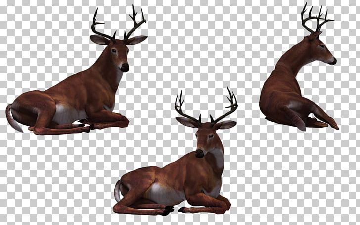 Sika Deer PNG, Clipart, Animals, Animation, Animaux, Antler, Arama Free PNG Download