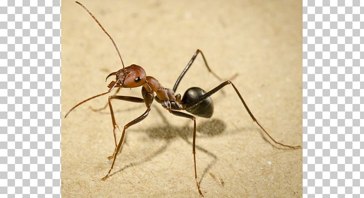 Cataglyphis Bullet Ant Insect All About Ants Walking PNG, Clipart, All About Ants, Animal, Animals, Ant, Ant And The Grasshopper Free PNG Download