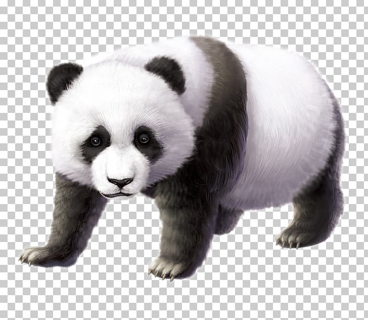 Chengdu Research Base Of Giant Panda Breeding Cuteness PNG, Clipart, Animals, Black, Black And White Patterns, Captivity, Carnivoran Free PNG Download