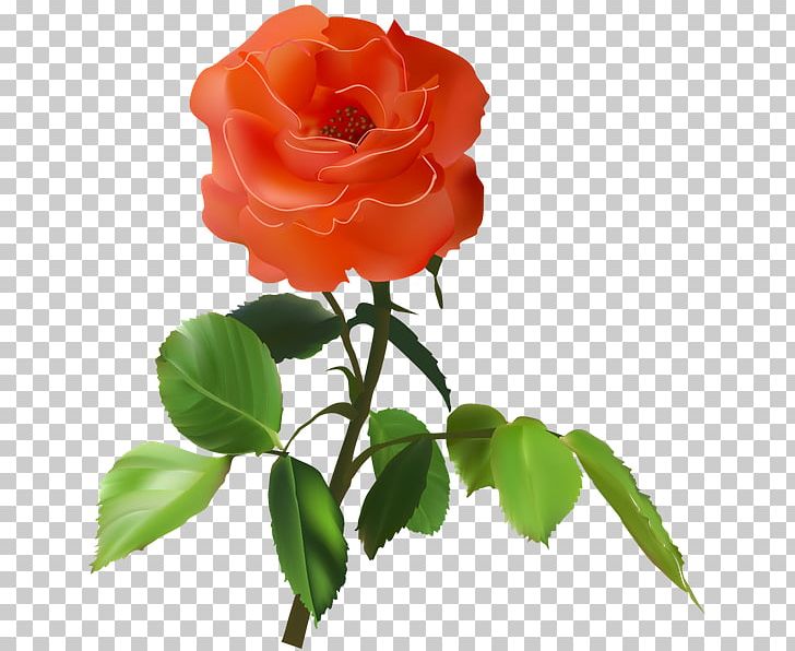 Garden Roses Flower Red Petal PNG, Clipart, Bud, China Rose, Cut Flowers, Desktop Wallpaper, Entomophily Free PNG Download