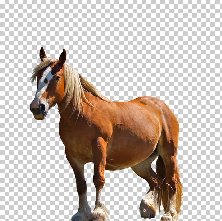 Horse PNG, Clipart, Animal, Animals, Arabian Horse, Biological, Bridle Free PNG Download