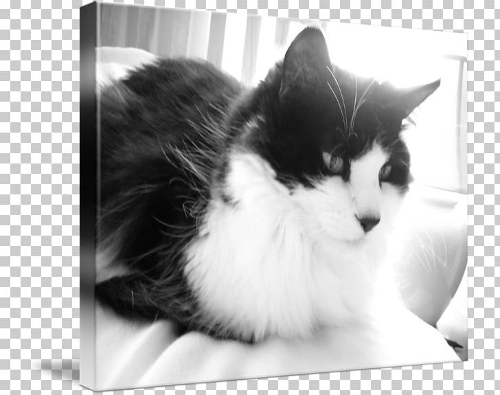 Persian Cat Maine Coon Black Cat Domestic Long-haired Cat White PNG, Clipart, Black, Black And White, Black Cat, Cat, Cat Like Mammal Free PNG Download