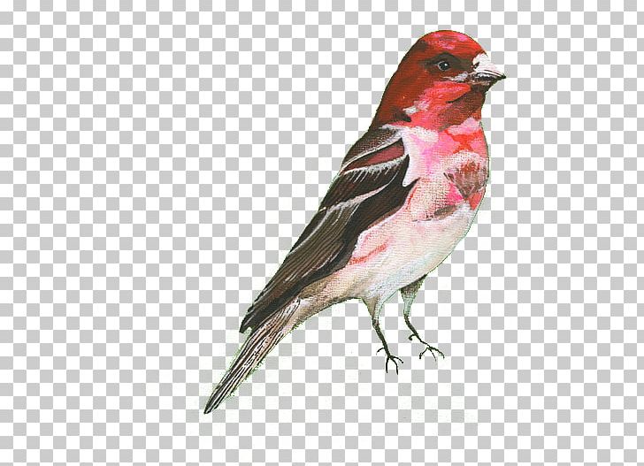 Gray Wolf Bird House Sparrow PNG, Clipart, American Sparrows, Anger, Angry, Angry Birds, Asuka Free PNG Download