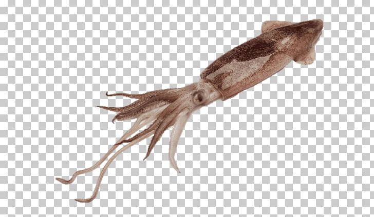 Squid As Food Squid Roast Doryteuthis Opalescens Octopus PNG, Clipart, Animal, Animal Source Foods, California, Cephalopod, Cephalopod Ink Free PNG Download
