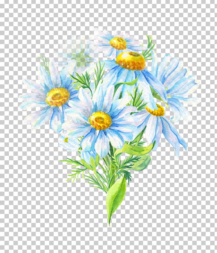 Chrysanthemum Oxeye Daisy Daisy Family Roman Chamomile Cut Flowers PNG, Clipart, Aster, Chamaemelum Nobile, Chrysanthemum, Chrysanths, Cut Flowers Free PNG Download