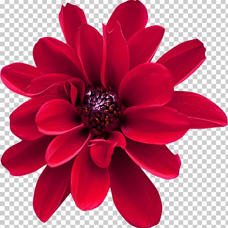 Dahlia Red Cut Flowers Gift PNG, Clipart, Advertising, Blue, Blume, Color, Cut Flowers Free PNG Download