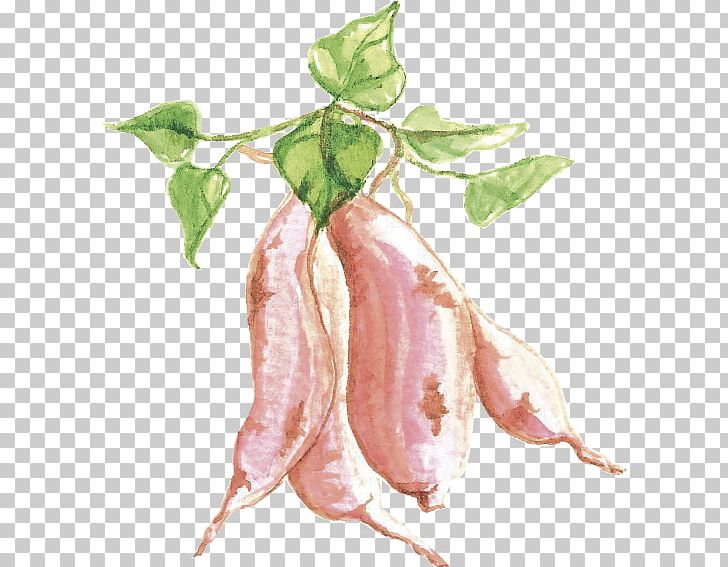 Sweet Potato Food Nutrition English Watercolour Painting PNG, Clipart, Cauliflower, Diet, Dietary Fiber, English, English Watercolour Painting Free PNG Download