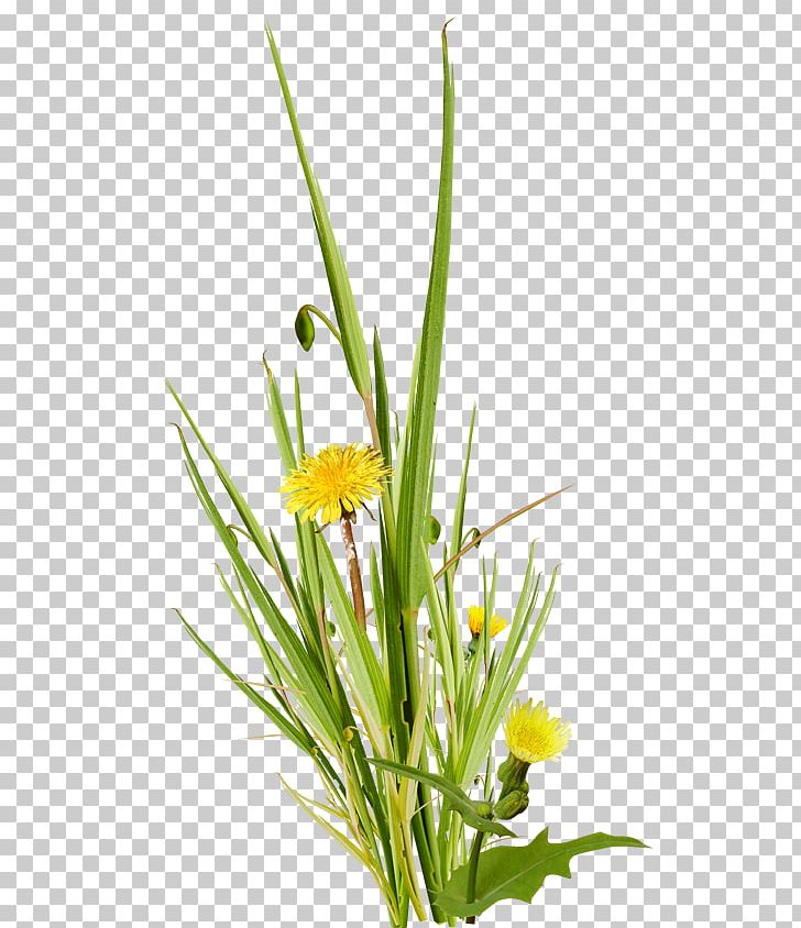 Flower PNG, Clipart, Cut Flowers, Download, Easter, Floral Design, Flower Free PNG Download