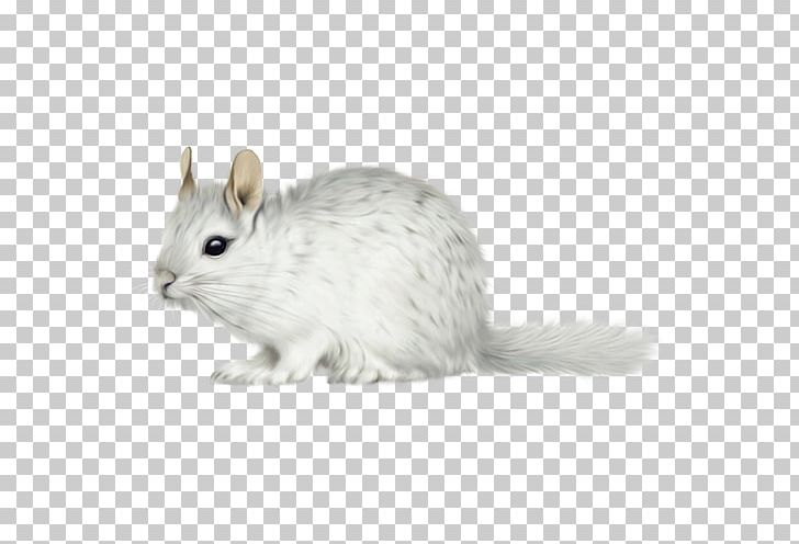 Gerbil Long-tailed Chinchilla Short-tailed Chinchilla Whiskers Domestic Rabbit PNG, Clipart, Animals, Chinchilla, Domestic Rabbit, Fauna, Fur Free PNG Download
