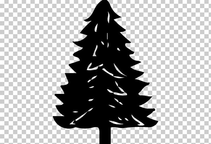 Christmas Tree Spruce Abies Koreana Pine Abies Concolor PNG, Clipart, Abies, Abies Concolor, Abies Koreana, Abies Lasiocarpa, Abies Sibirica Free PNG Download