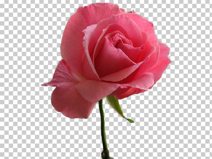 Garden Roses Pink Centifolia Roses Floribunda Flower PNG, Clipart, Blue, China Rose, Cicek Resimleri, Color, Cut Flowers Free PNG Download