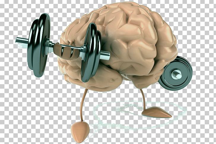 Human Brain Muscle Lake–Sumter State College Cognitive Science PNG, Clipart, Brain, Cognitive Science, Exercise, Hearing, Human Body Free PNG Download